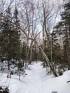 Trail
