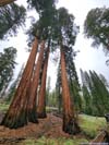 Sequoias