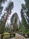 Sequoias