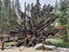 Roots of Fallen Monarch Tree