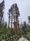 Sequoias