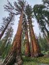 Bachelor and Three Graces Trees