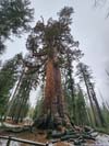 Grizzly Giant Tree