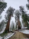 Sequoias along Trail