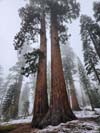 Sequoias along Trail