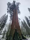 Faithful Couple Tree