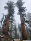 Sequoias along Trail