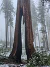 Clothespin Tree