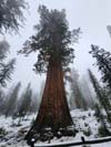 Mariposa Tree