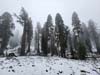 Sequoias along Trail