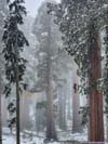 Sequoia with Branches