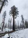 Galen Clark Tree