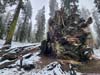 Fallen Wawona Tunnel Tree