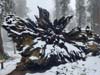 Root System of Fallen Sequoia