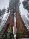 Pair of Sequoias