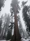 Columbia Tree