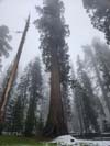 Unnamed Giant Sequoia