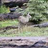 Deer