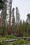 Sequoias along Trail