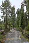 Trail