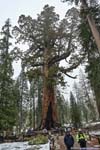 Grizzly Giant Tree