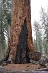 Base of Grizzly Giant Tree