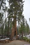 California Tunnel Tree