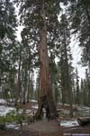 California Tunnel Tree