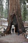 People Crossing under California Tunnel Tree