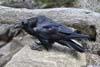 Raven