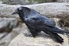 Raven