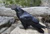 Raven