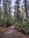Trail