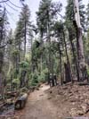 Trail