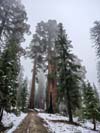 Sequoias along Trail