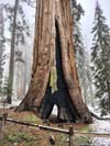 Unnamed Tunnel Tree