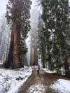 Trail