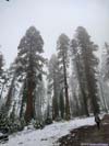 Sequoias