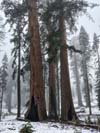 Sequoias with Basal Hollows