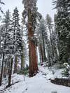 Sequoias along Trail