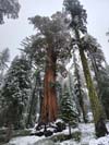 Sequoias along Trail