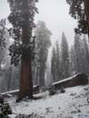 Sequoias