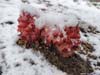 Snow Plant
