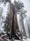 Telescope Tree