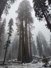 Sequoias