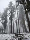 Trail