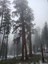 Clothespin Tree