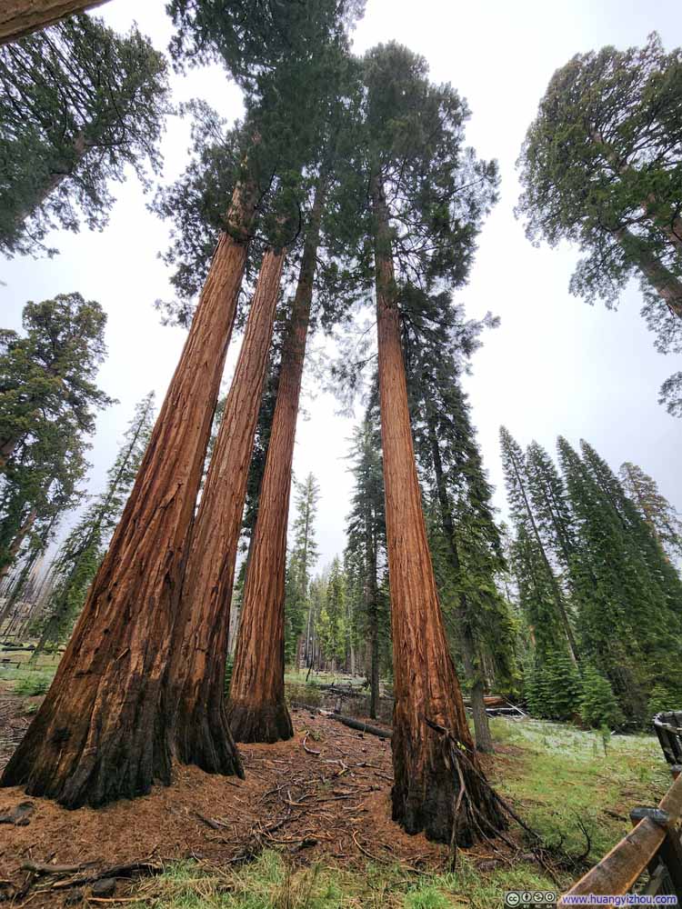 Sequoias