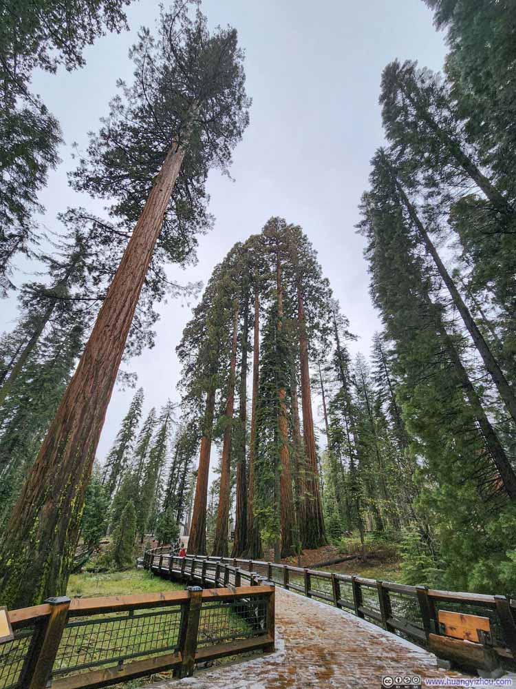 Sequoias