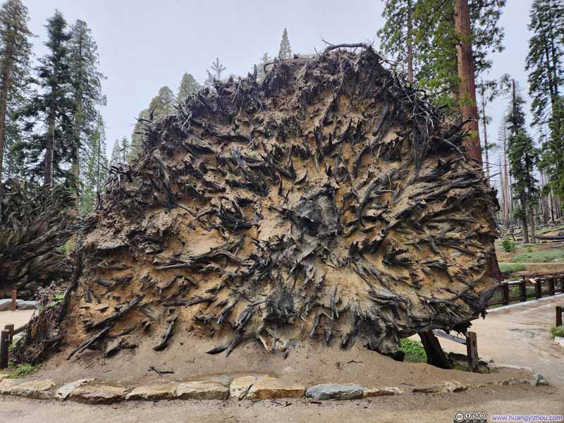 Roots of Fallen Tree